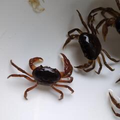 サワガニあげますの画像