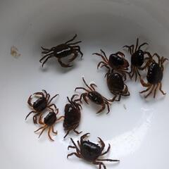 サワガニあげますの画像