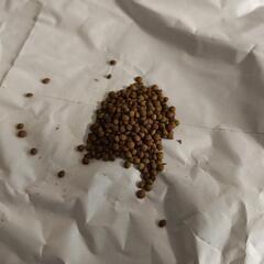 オジギソウ　種　タネ　たね