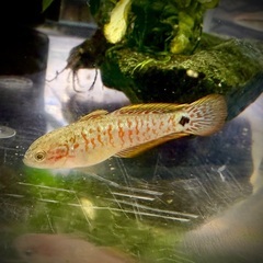 【熱帯魚】ピーコックガジョン　1匹のみ