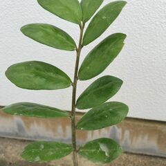 ザミオクルカス、観葉植物