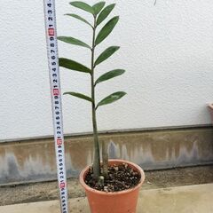ザミオクルカス、観葉植物の画像