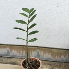 ザミオクルカス、観葉植物の画像