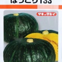 かぼちゃの苗　レア品種　１苗～　ミニカボチャほっこり姫　グラッセ　ほっこり１３３の画像