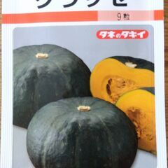 かぼちゃの苗　レア品種　１苗～　ミニカボチャほっこり姫　グラッセ　ほっこり１３３の画像