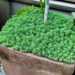 盛盛々セダム　グランドカバーの画像