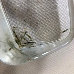 ミナミヌマエビ　10匹