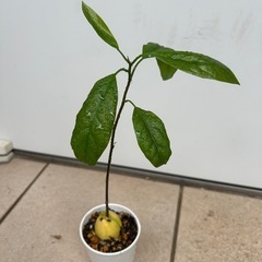 植物　アボカド　実生苗　②