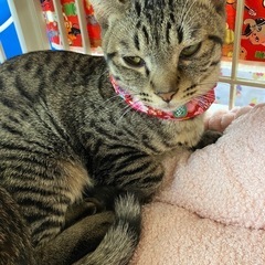 可愛いとうこちゃん🥰先住猫さんのパートナーにお迎えしませんか？