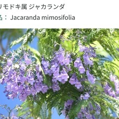 苗木・ジャカランダ4株