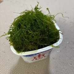 水草　ウィローモス　大量