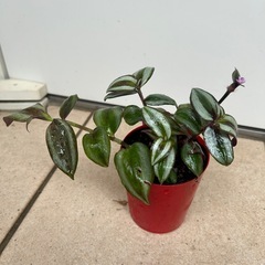 観葉植物 トラディスカンティア