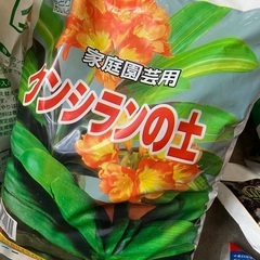 クンシラン(君子蘭) だるま、黄色→いったん、受付ストップさせてください。の画像