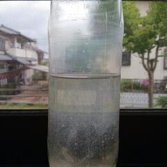 ゾウリムシ種水(米のとぎ汁培養品)