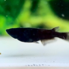期間限定‼️お値下げ中‼️真の黒いめだか追求される方のみ‼️琉めだか⭐️天草美咲めだか様よりAMBスワロー‼️有精卵15個＋保証分⭐️の画像