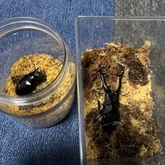 フローレスギラファノコギリクワガタ　ペア