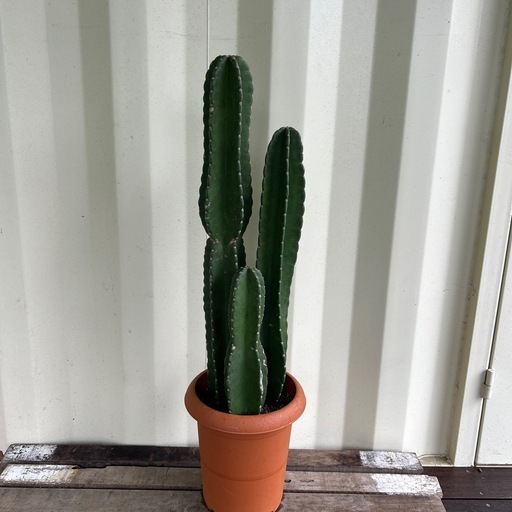 柱サボテン　8号