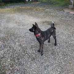 甲斐犬花嫁さん募集