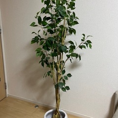 観葉植物　フェイク