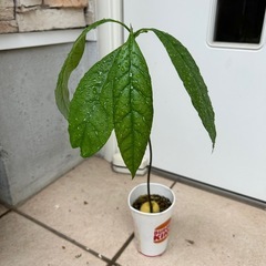 植物 アボカド 実生苗　③