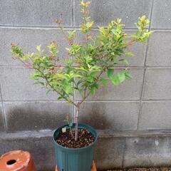 ブルーベリー苗　ブルーシャワー