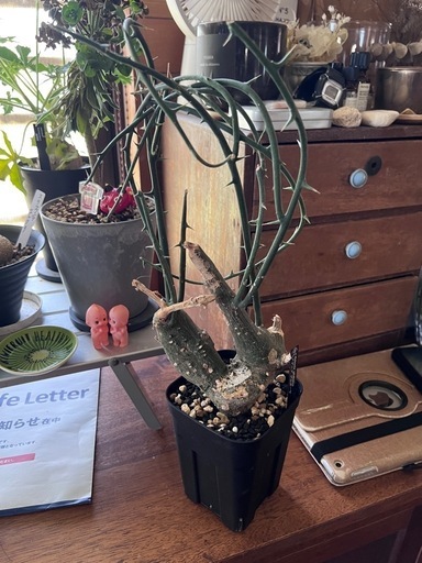 アデニアクロボーサ