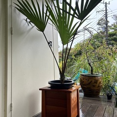 ラタニアレッド　10号　ヤシの画像
