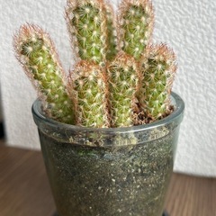 ミニサボテン