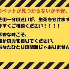 【ペット探偵】あなたの大切な家族見つけます【捜索】 - 吹田市