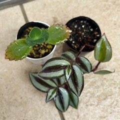 観葉植物　トラディスカンティア   子宝草　セット