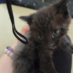 ミルク子猫から生後1ヶ月まで六ぴき