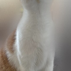 オスねこちゃん