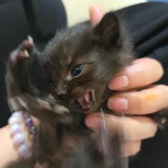 ミルク子猫から生後1ヶ月まで六ぴき - 福岡市