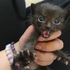 ミルク子猫から生後1ヶ月まで六ぴき