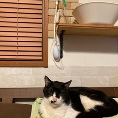 点滴加圧バッグの画像