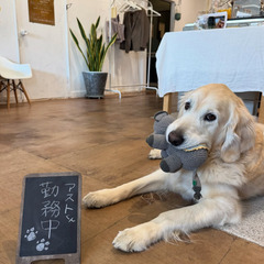 未経験歓迎！交通費支給＆子連れ出勤OKのカフェスタッフ募集♪ゴールデンレトリバーの看板犬「アストくん」と一緒に働きませんか？（ア・パ）の画像