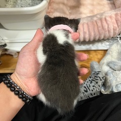 ラニ 白黒 猫エイズキャリア メス※問い合わせ多数 − 千葉県