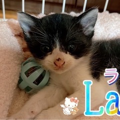 ラニ 白黒 猫エイズキャリア メス