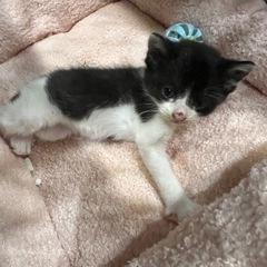 ラニ 白黒 猫エイズキャリア メス※問い合わせ多数 - 野田市