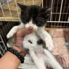 ラニ 白黒 猫エイズキャリア メス※問い合わせ多数 - 猫