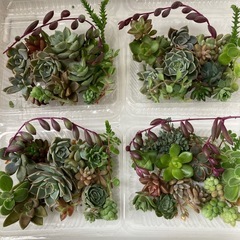 多肉植物　カット苗　1パック