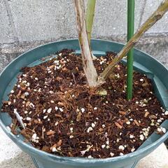 ブルーベリー苗　ノビリスの画像