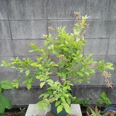 ブルーベリー苗　ノビリス