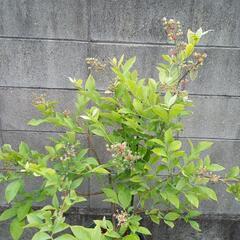 ブルーベリー苗　ノビリスの画像