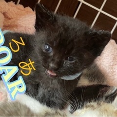 ロア 猫エイズキャリア オス