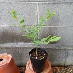 ブルーベリー苗　フェスティバル