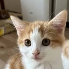 スコティッシュフォールド　耳立ち雌