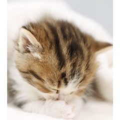 キャットブリーダーのお手伝い募集