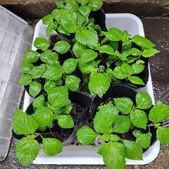 シソの苗、貰いに来てね(^.^)