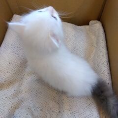 白グレー男の子　里親さん募集します🐈（お話し中） - 猫